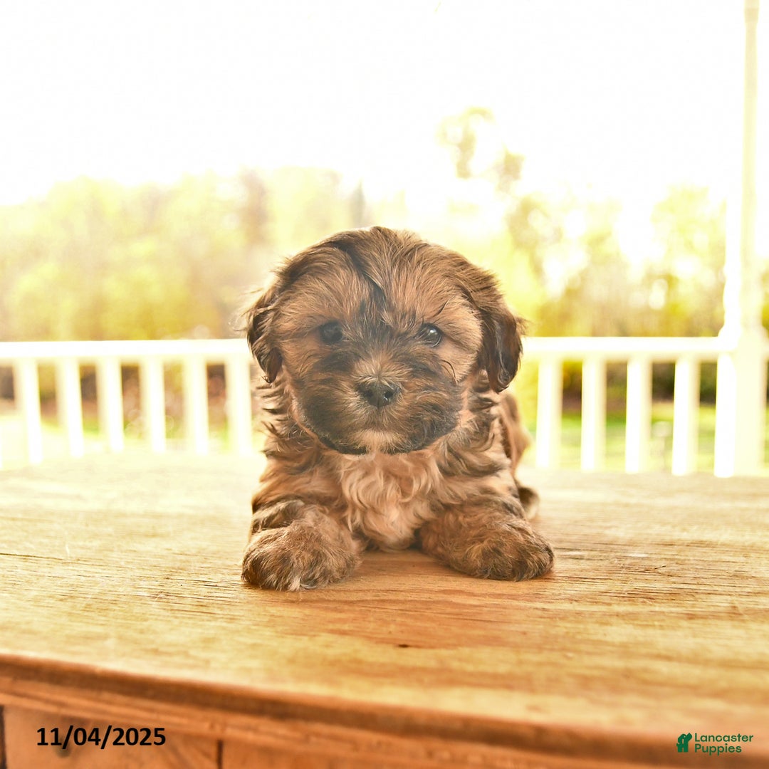 Shorkie dogs for sale: Moon  - Ad 9