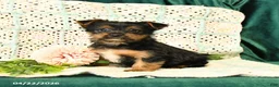 Yorkshire Terrier dogs for sale: Dawson - Ad 1