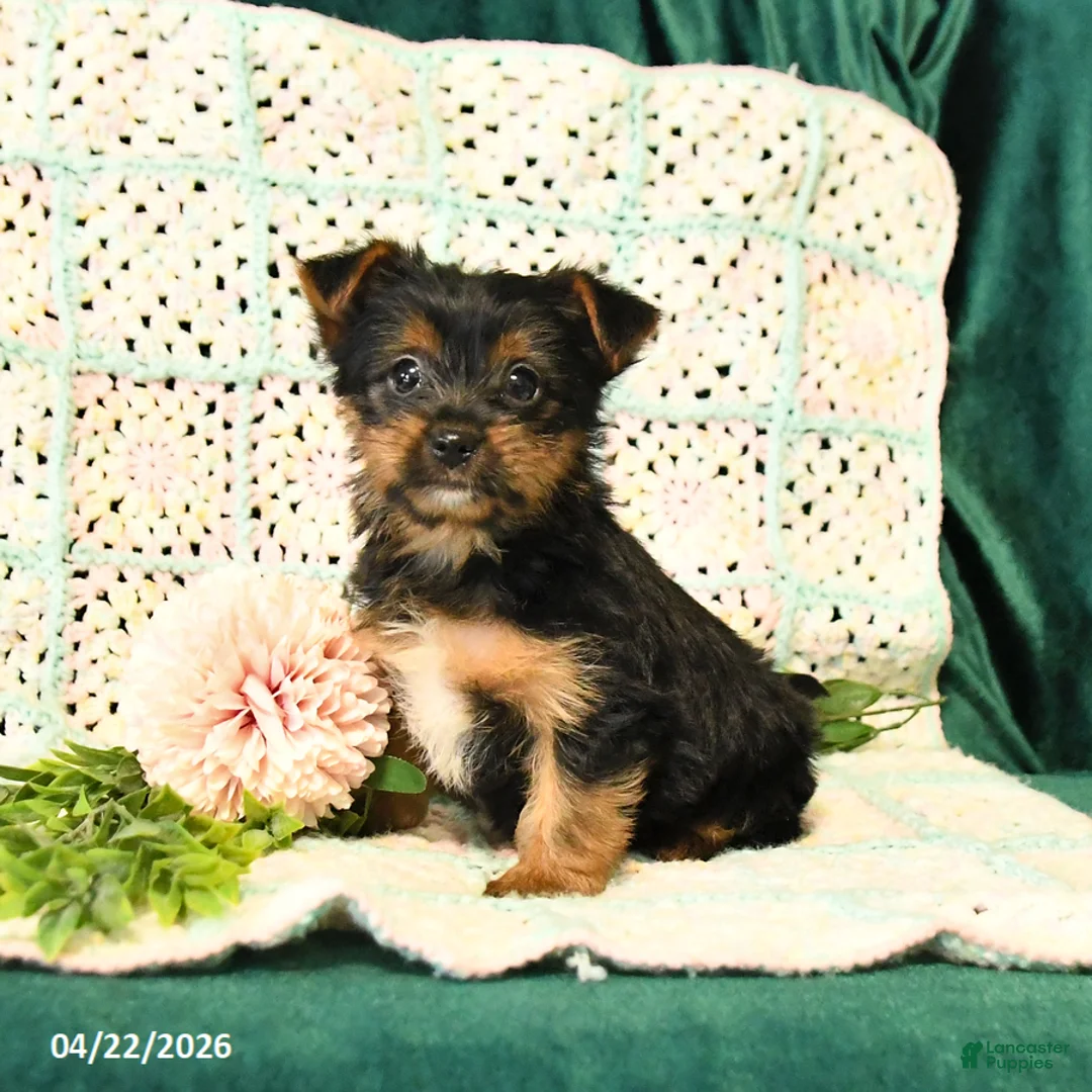 Yorkshire Terrier dogs for sale: Dawson - Ad 1