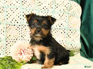 Yorkshire Terrier dogs for sale: Dawson - Ad 4