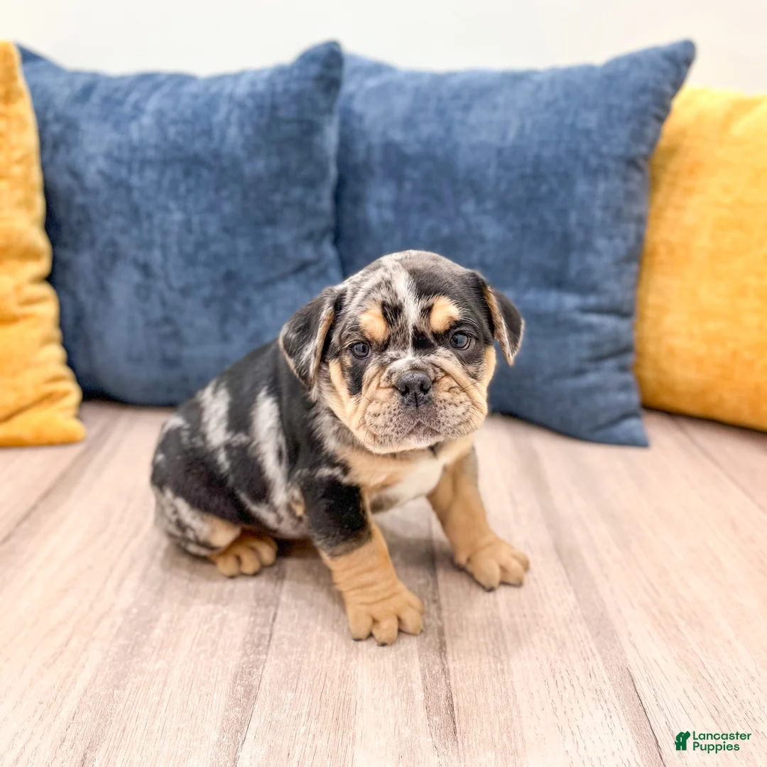 Beabull dogs for sale: Prince - Ad 1