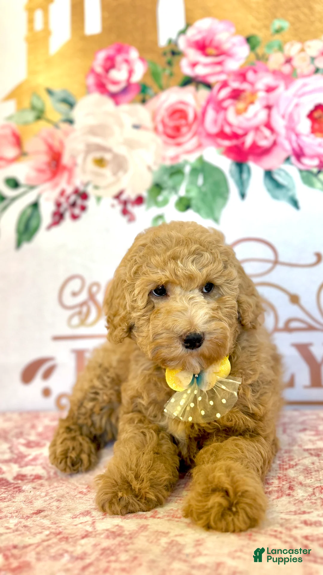Mixed Breed dogs for sale: 🌸 Blossom (Ash Blonde Hypoallergenic Mini Poodle)🌼 - Ad 5
