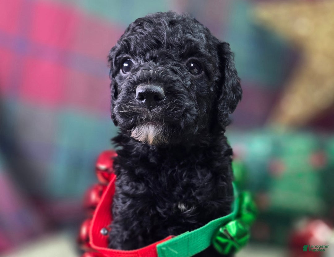 Cockapoo dogs for sale: Crescent - Ad 26