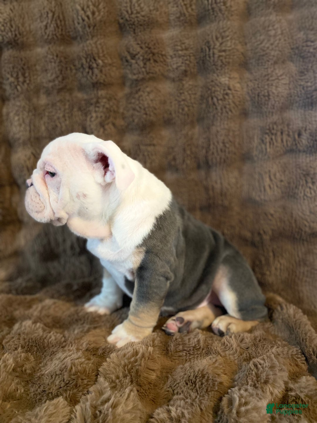English Bulldog dogs for sale: Banksy - Ad 10