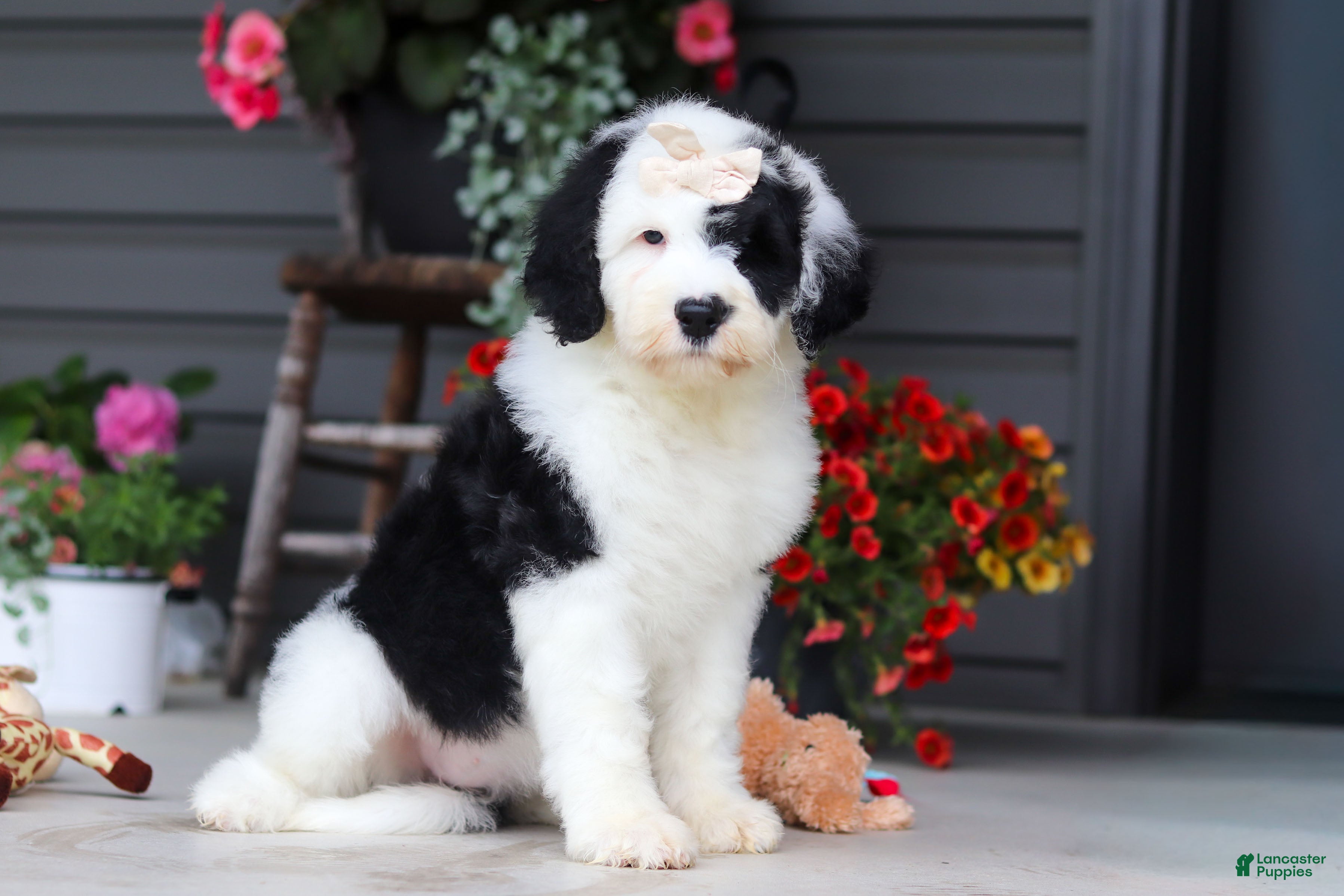 Sheepadoodle dogs Allie - Ad 1