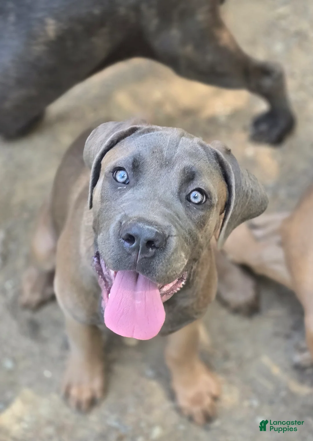 Cane Corso dogs for sale: Cane Corso 4 - Ad 2