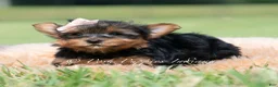 Yorkshire Terrier dogs for sale: Jellybean - Ad 3