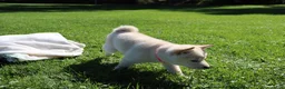 Shiba Inu dogs for sale: Twinkle  - Ad 5