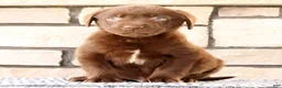 Labrador Retriever dogs for sale: Ricky - Ad 8