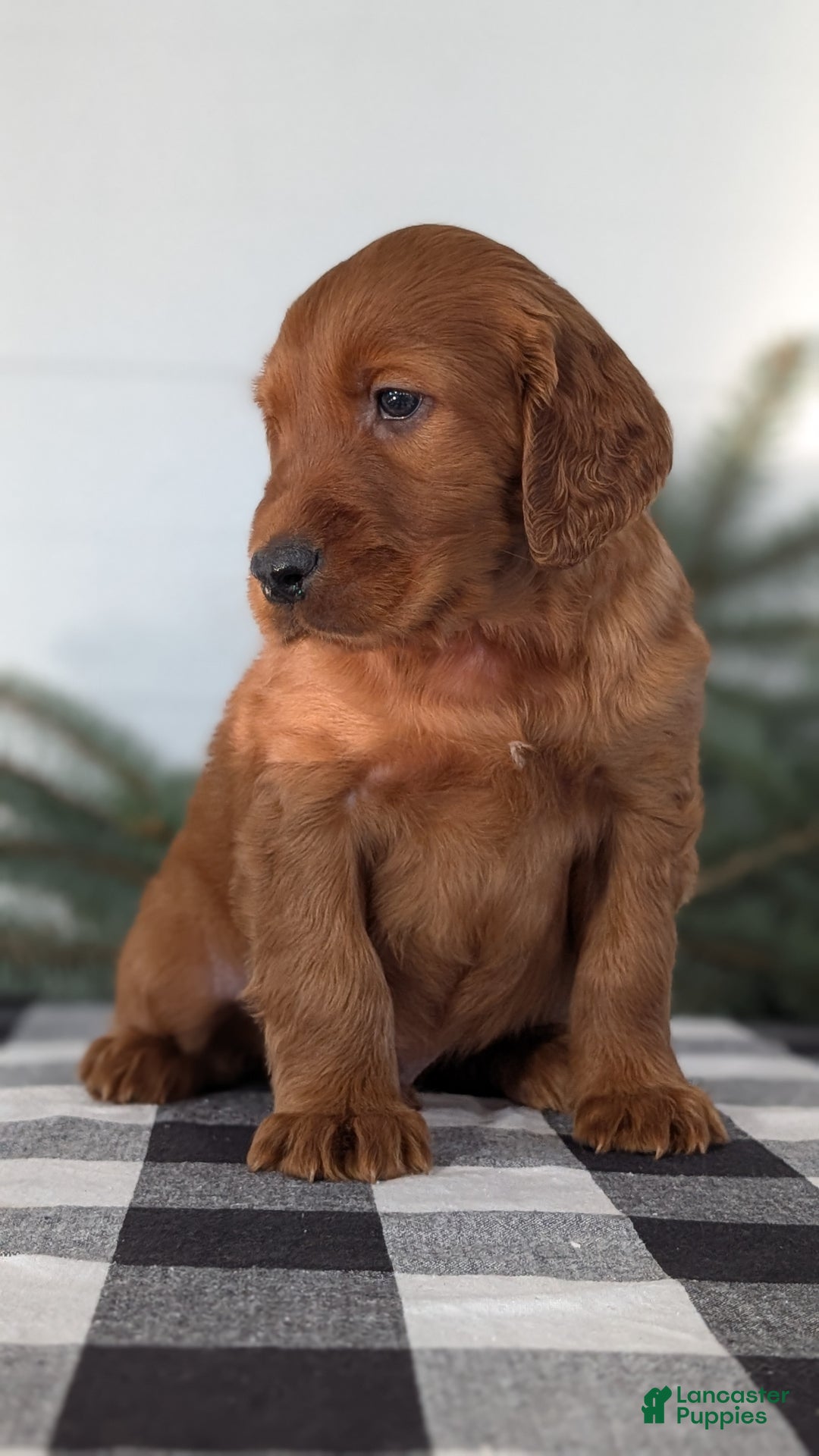 Irish Setter dogs for sale: Elmo - Ad 6