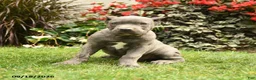 Cane Corso dogs for sale: Mason  - Ad 4