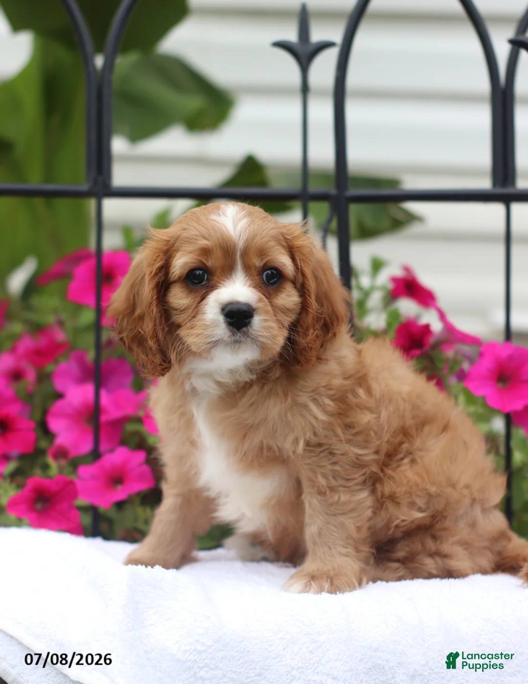 Cavalier King Charles Spaniel dogs for sale: Stan - Ad 2