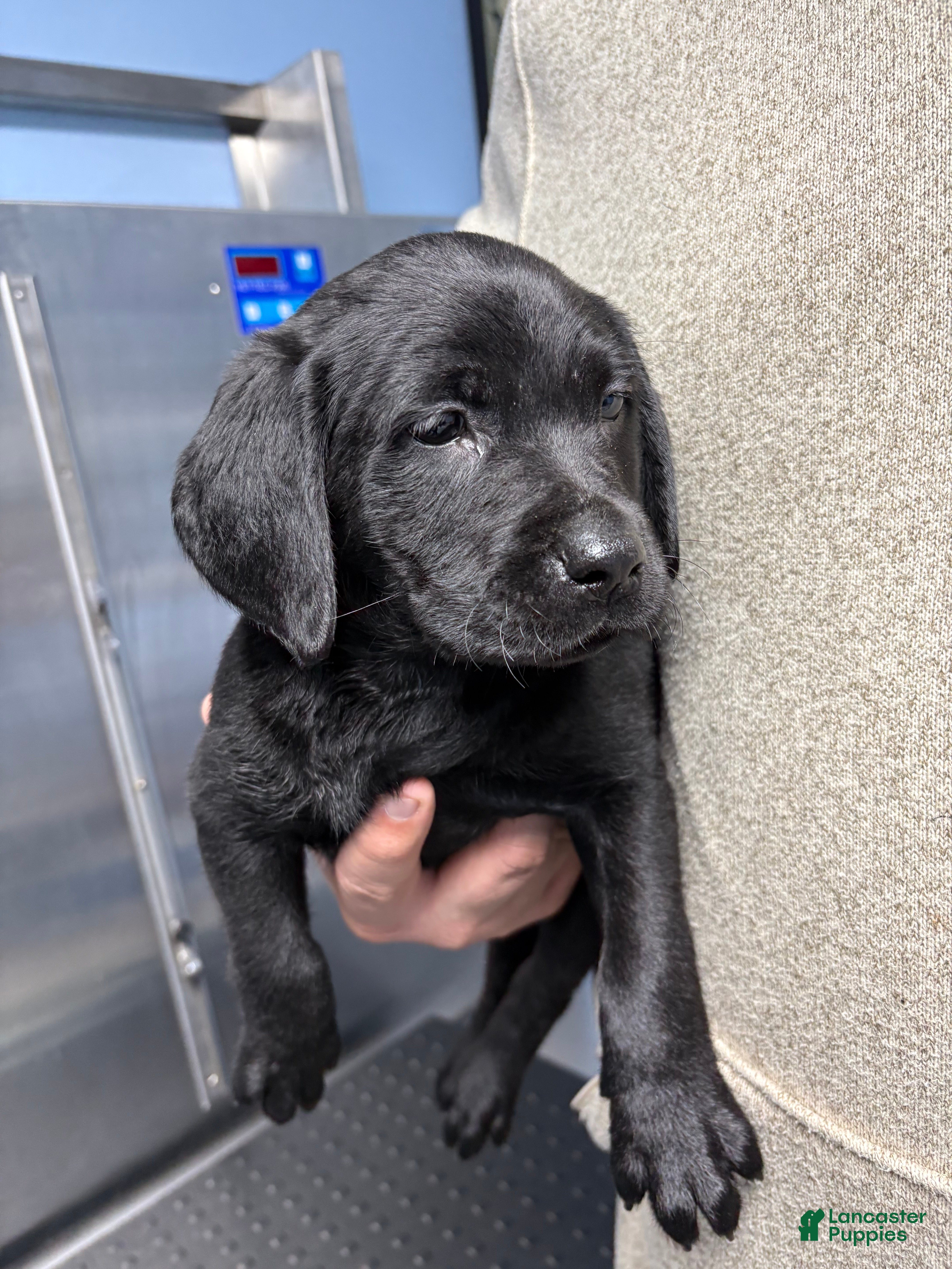 Labrador Retriever dogs Major - Ad 29