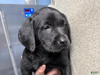 Labrador Retriever dogs Major - Ad 29