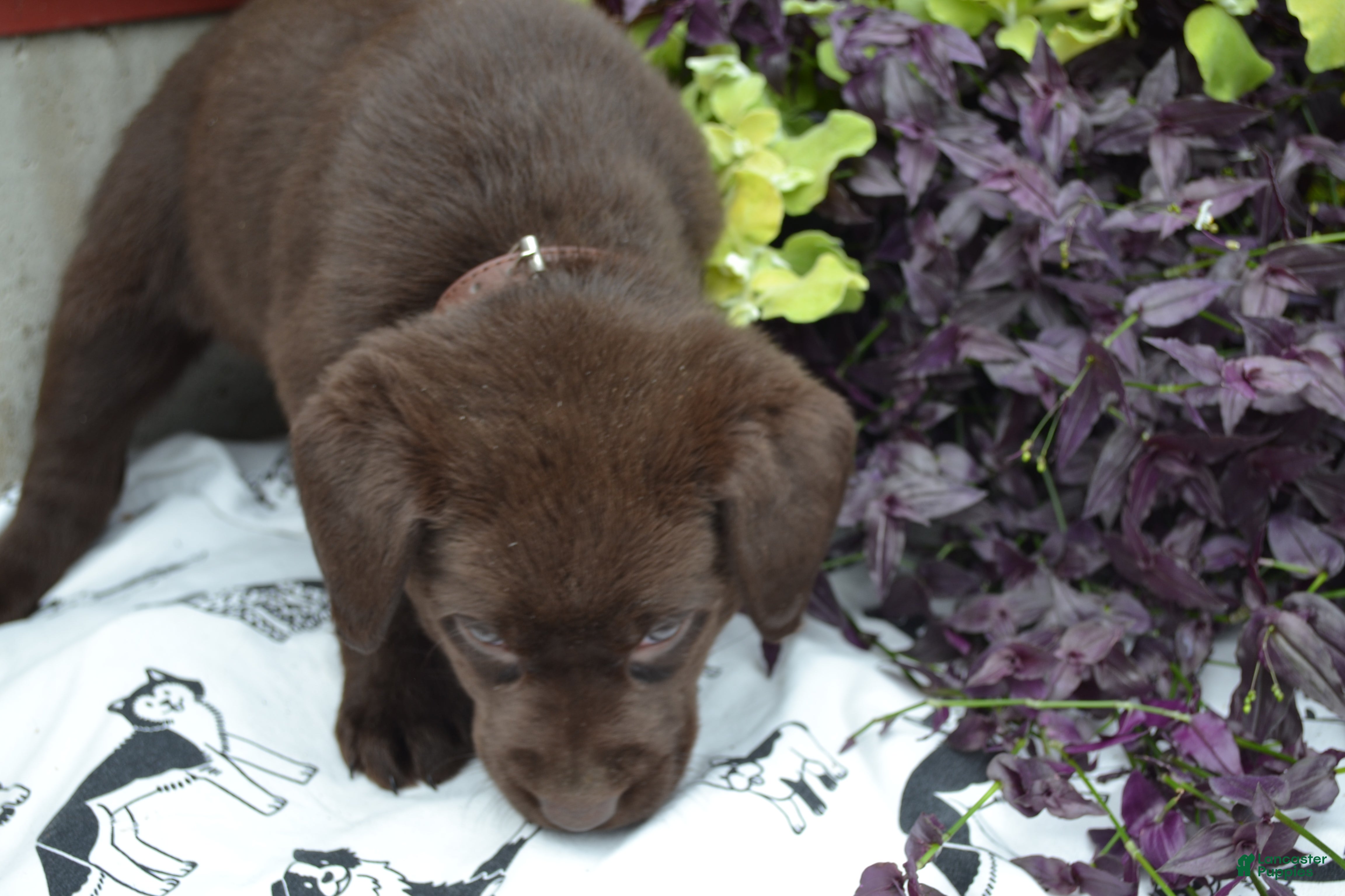 Labrador Retriever dogs Layna - Ad 2