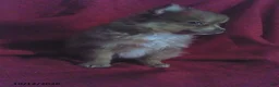 Pomeranian dogs for sale: Timmy - Ad 5