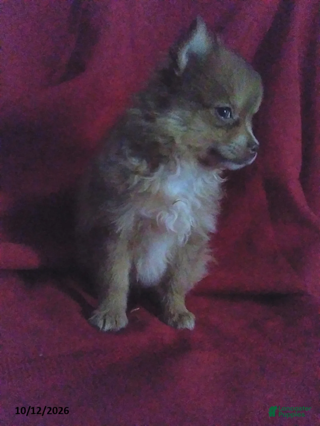 Pomeranian dogs for sale: Timmy - Ad 5