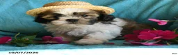 Shih Tzu dogs for sale: Ariel - Ad 1