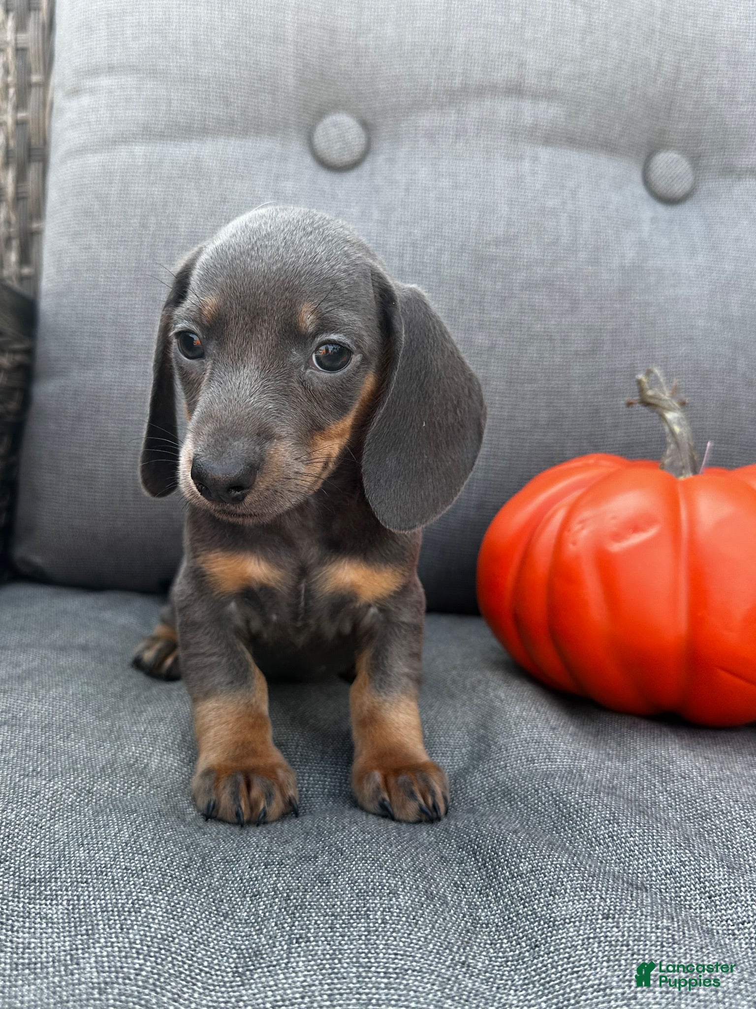 Miniature Dachshund dogs Tucker - Ad 2