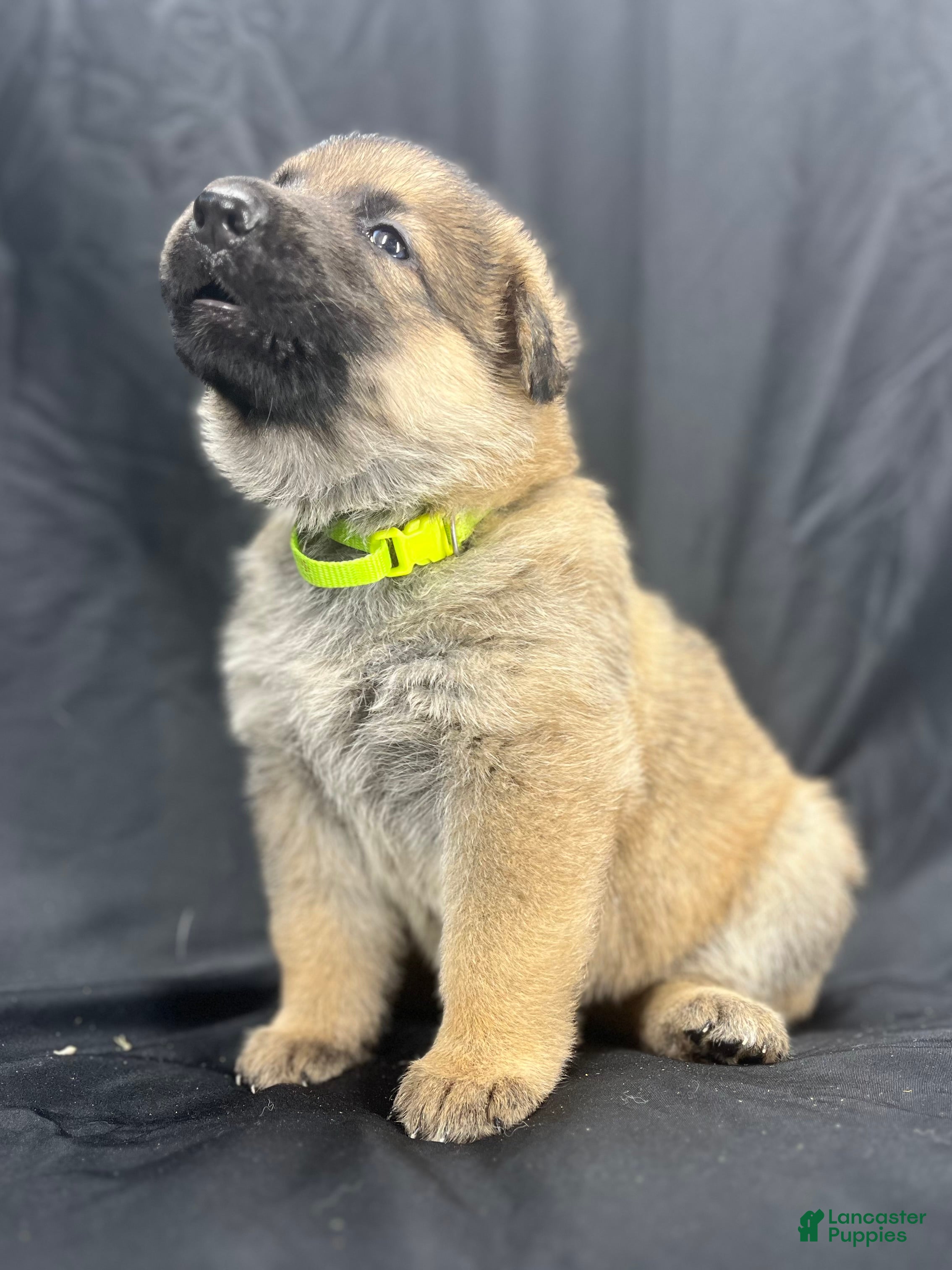 German Shepherd dogs Daisy - Ad 2
