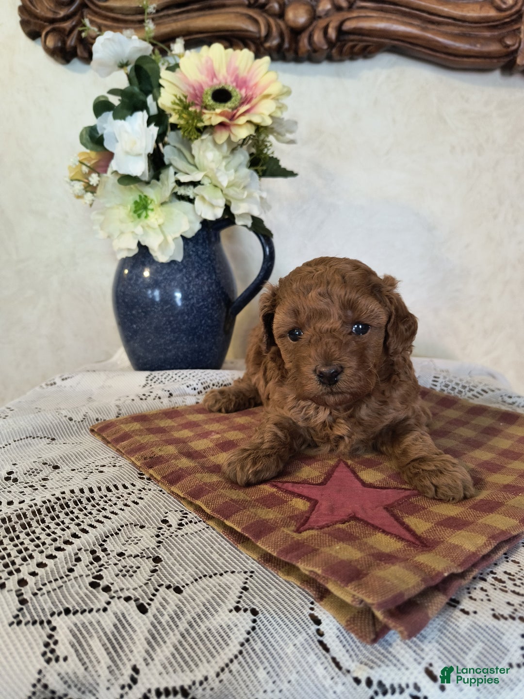 Toy Poodle dogs for sale: Kate - Ad 3