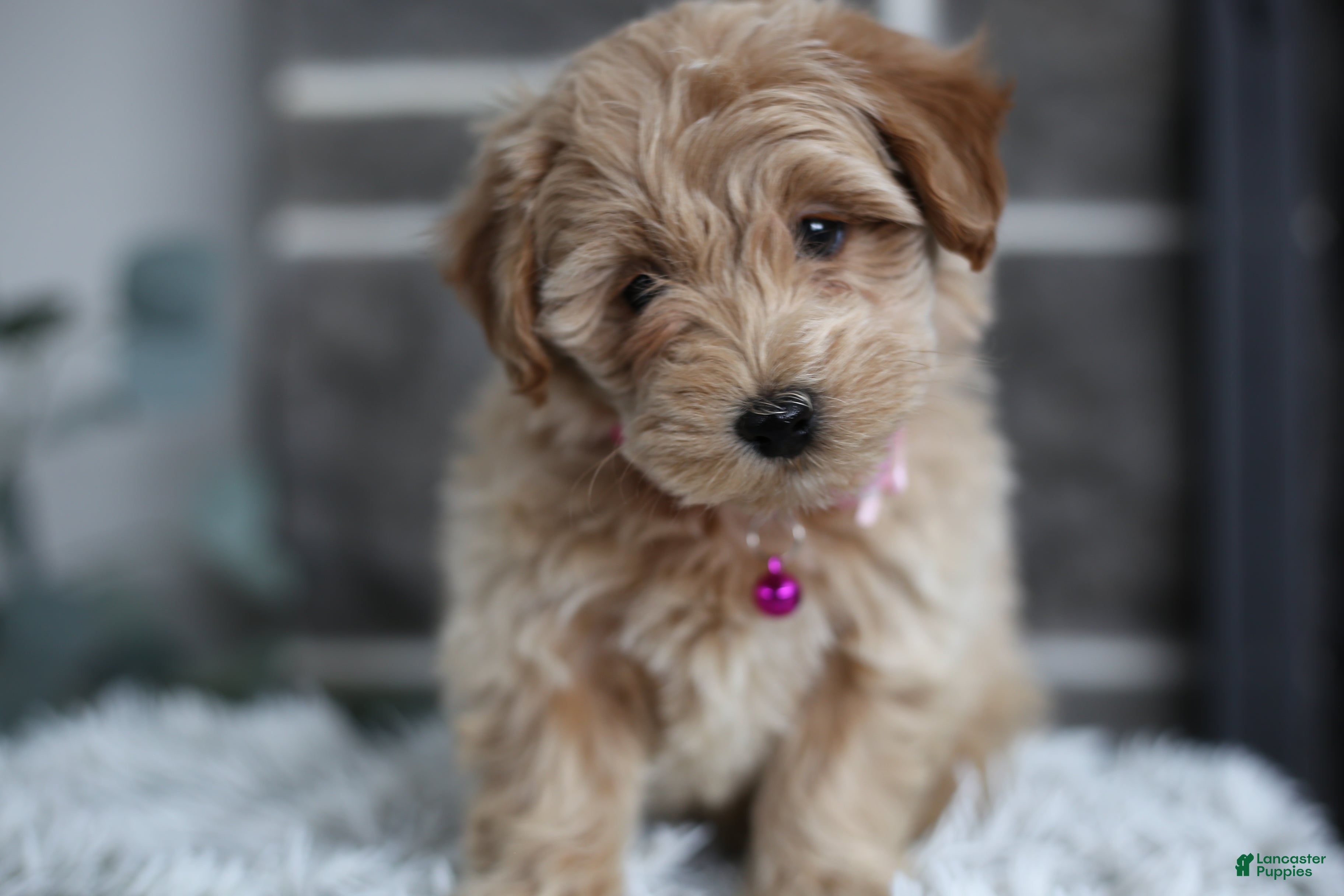 Maltipoo dogs for sale: Raya - Ad 1