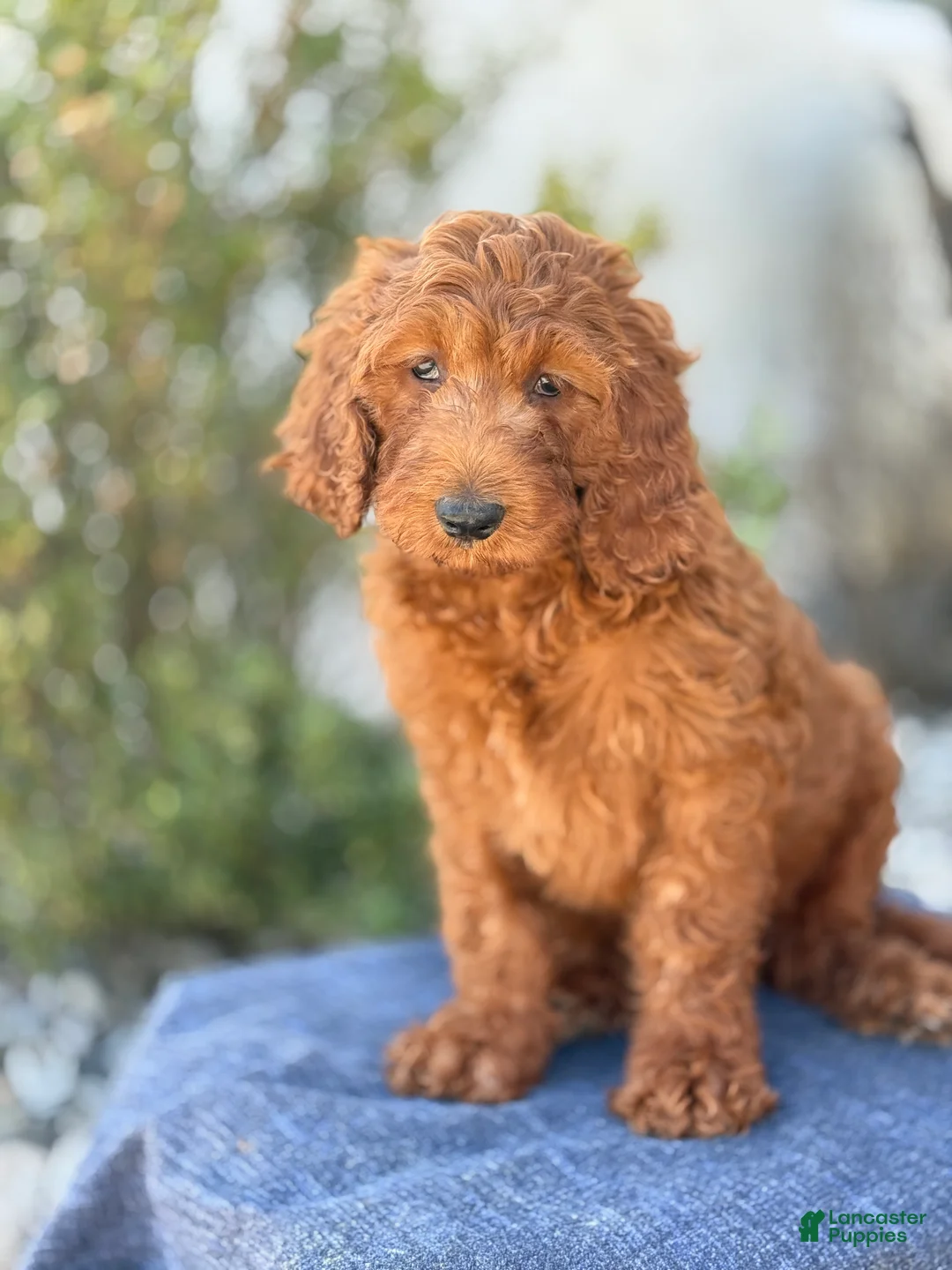 Goldendoodle dogs for sale: Arlo - Ad 1