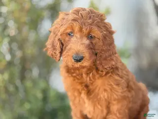 Goldendoodle dogs for sale: Arlo - Ad 1