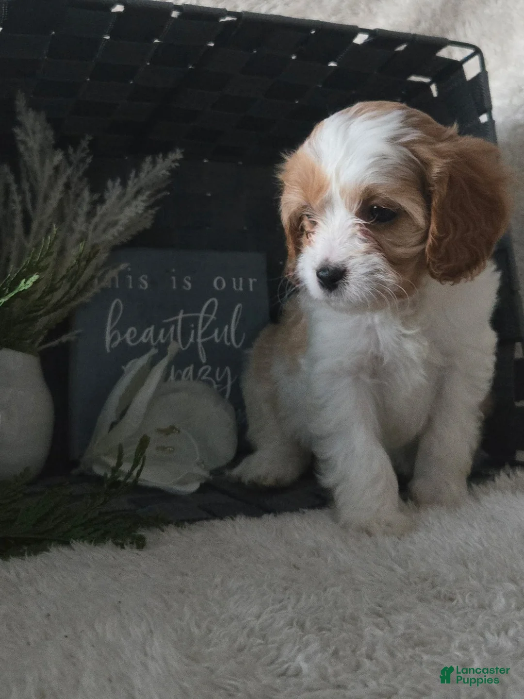 Cavapoo dogs for sale: Roscoe - Ad 3