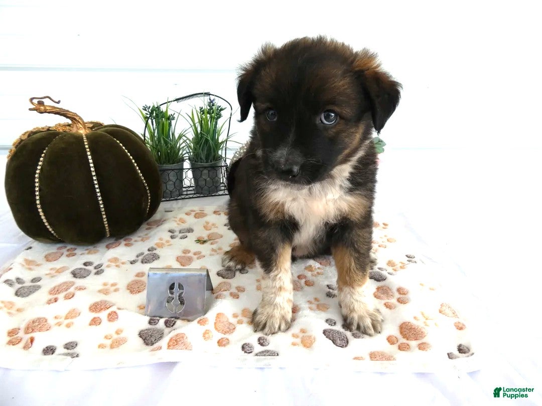 Mixed Breed dogs Mixed Breed 8 Veronica - Ad 6