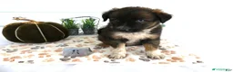Mixed Breed dogs for sale: Mixed Breed 8 Veronica - Ad 1