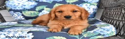 Golden Retriever dogs for sale: Pixie - Ad 4