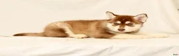 Gerberian Shepsky dogs for sale: Abby - Ad 4