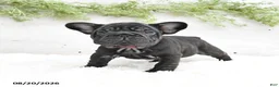 French Bulldog dogs for sale: Macy - Ad 3