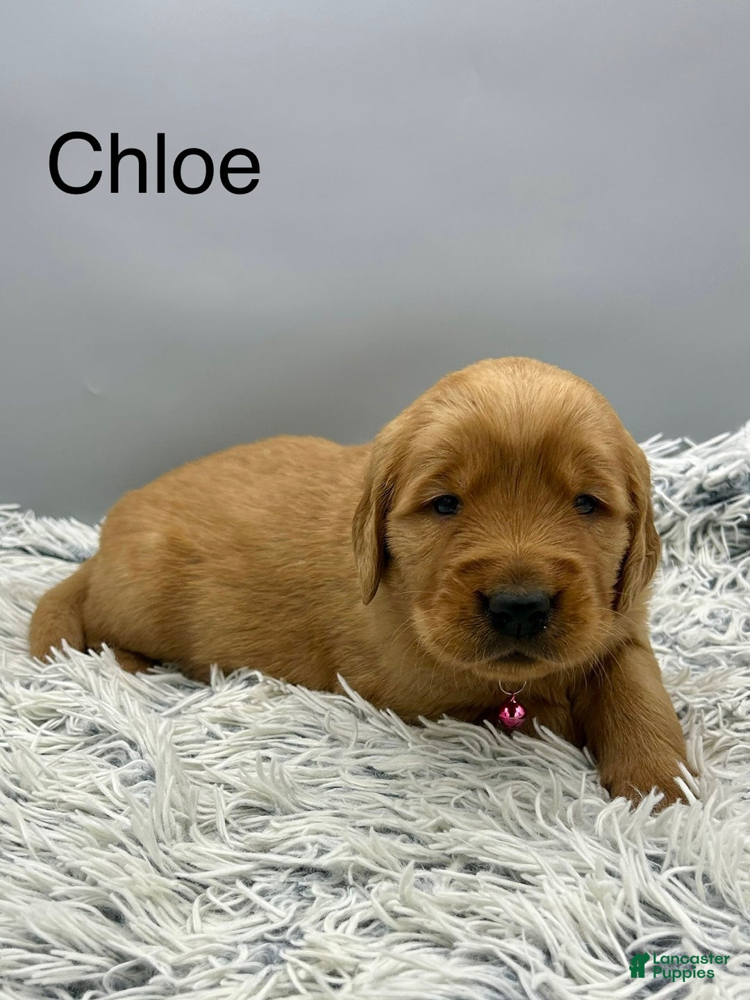 Golden Retriever dogs for sale: Golden Retriever Puppy chloe - Ad 14