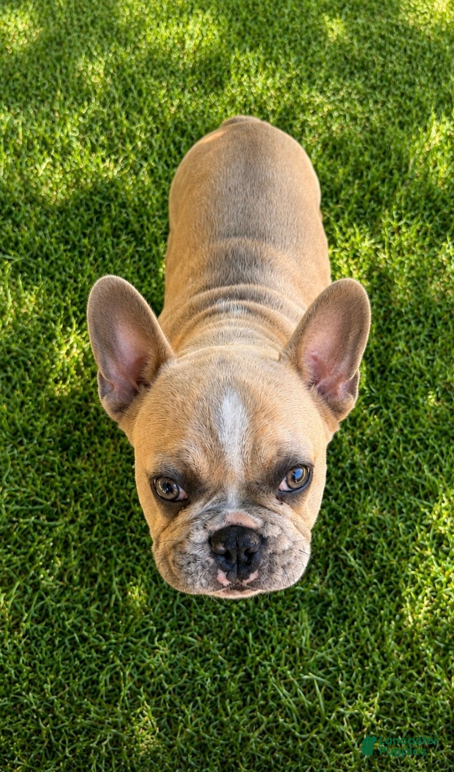 French Bulldog dogs Elsa - Ad 2