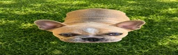French Bulldog dogs for sale: Elsa - Ad 2