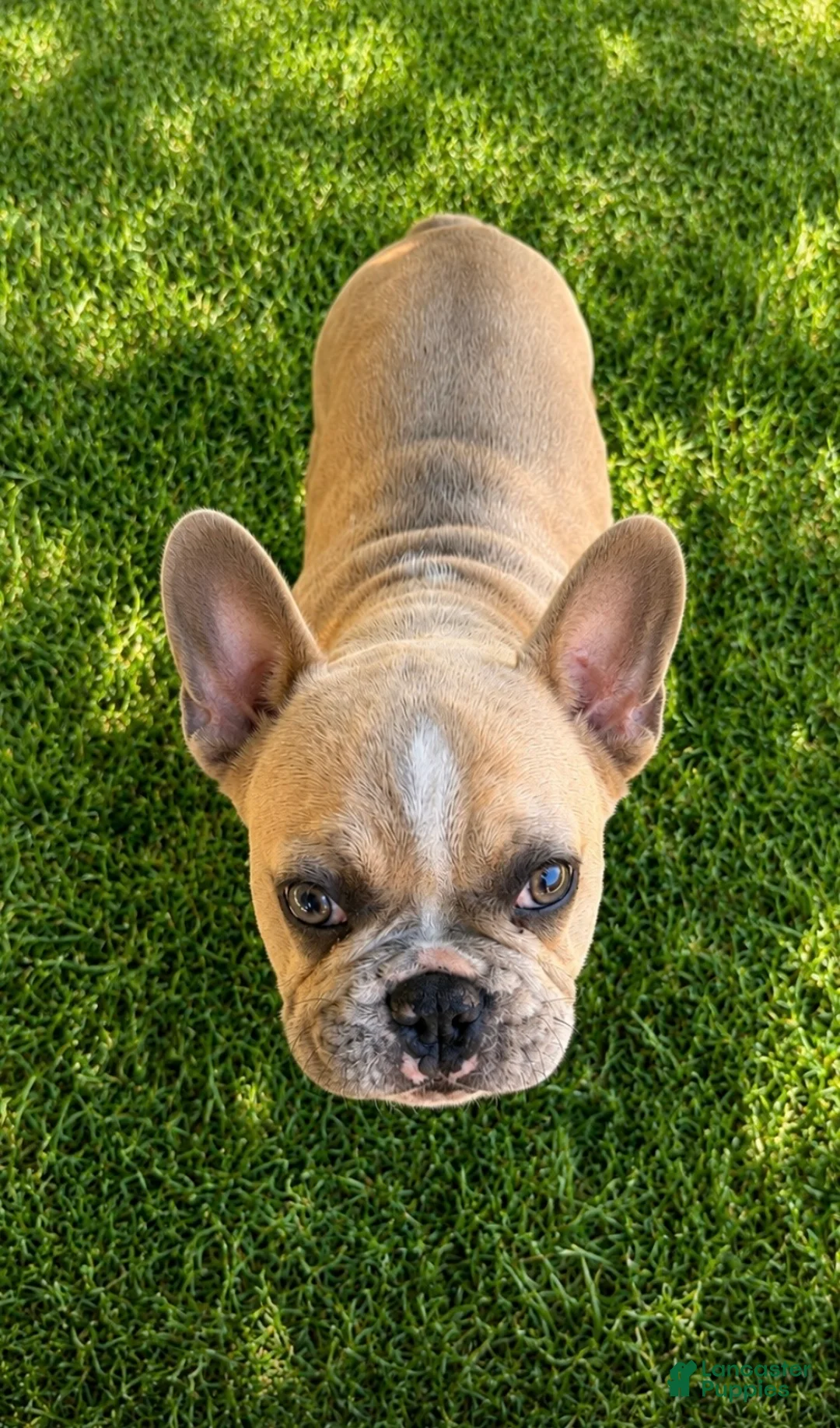 French Bulldog dogs for sale: Elsa - Ad 2