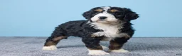 Bernedoodle dogs for sale: Heart - Ad 4