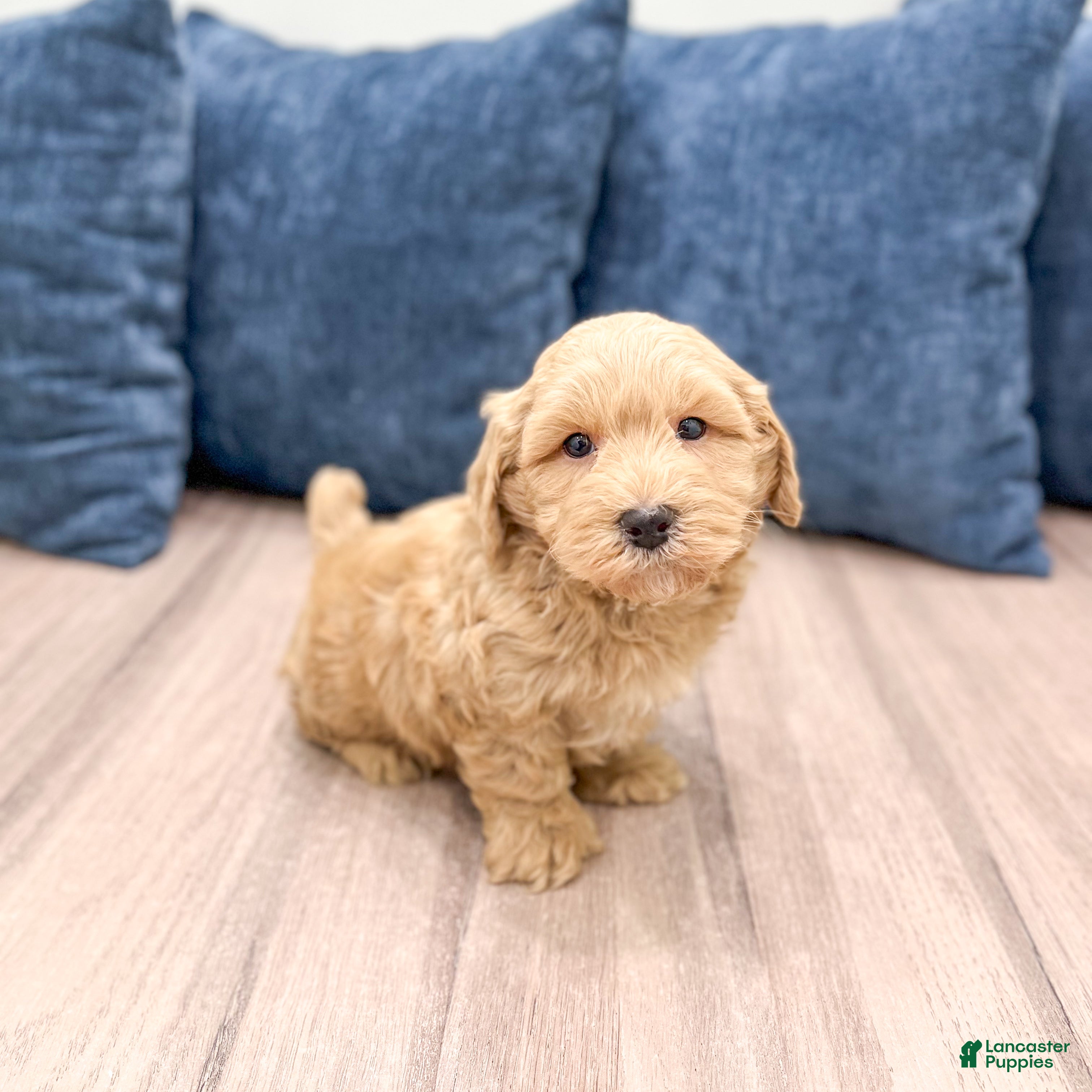 Havapoo dogs Jordan - Ad 1