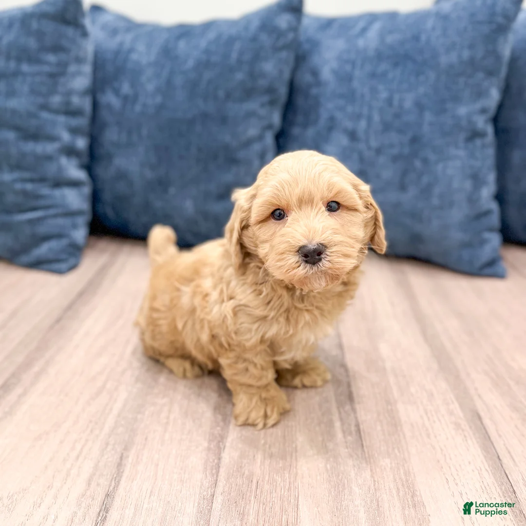 Havapoo dogs for sale: Jordan - Ad 1