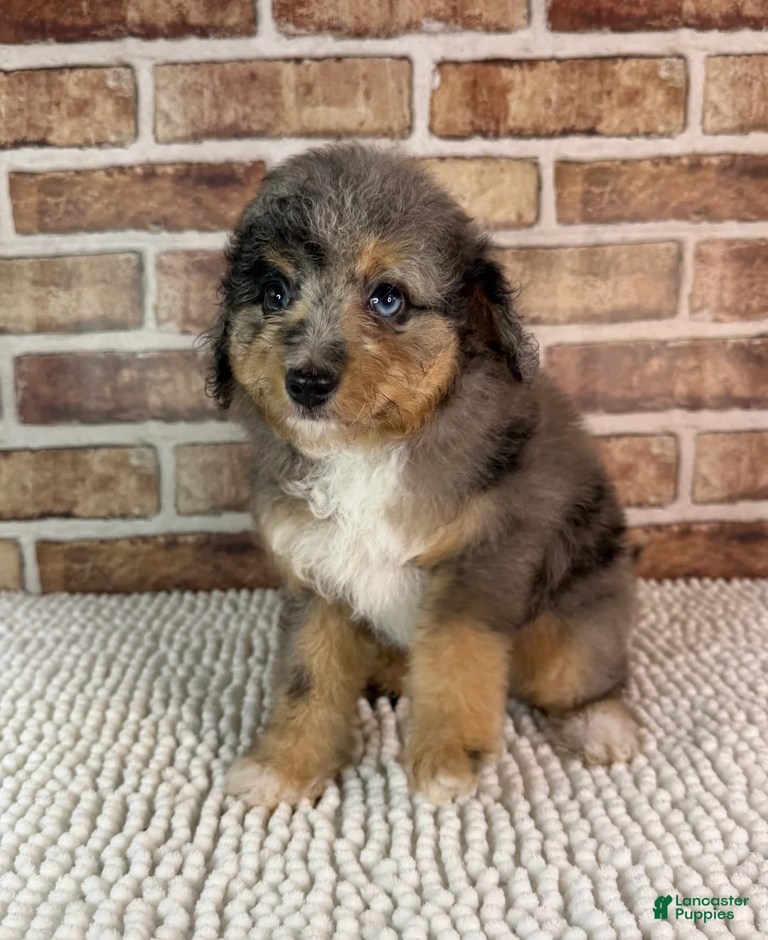 Mini Aussiedoodle dogs for sale: Tipsy - Ad 1