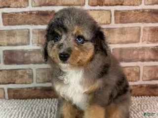 Mini Aussiedoodle dogs Tipsy - Ad 30