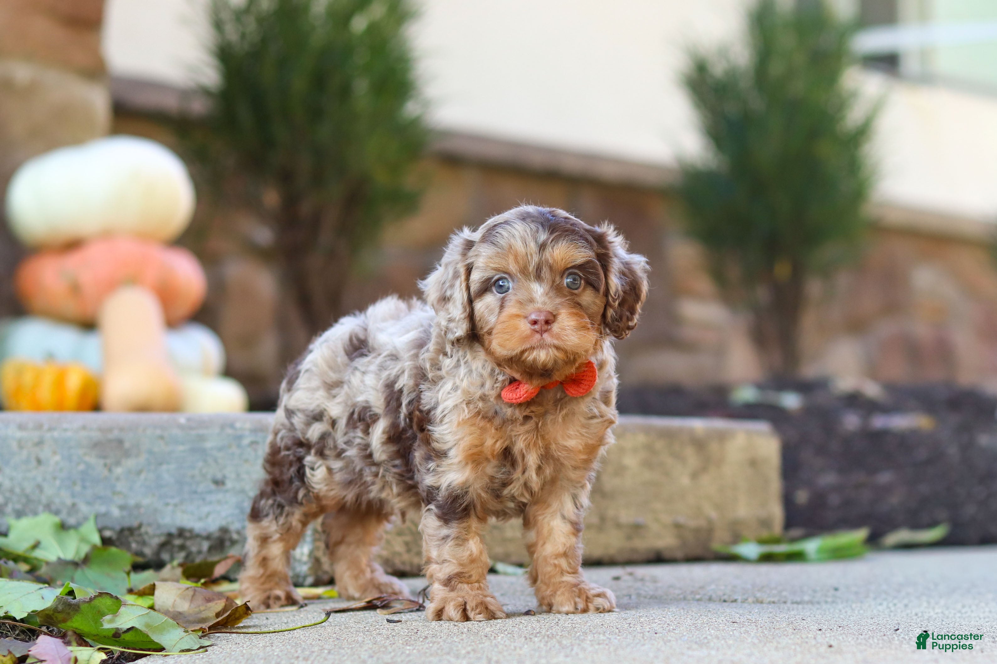 【期間限定SALE】Hillii dwarf&curl 子株 OC pup Huckleberry Cavapoo for sale in Millersburg | Lancaster Puppies