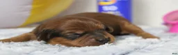 Cavapoo dogs for sale: Lee - Ad 8