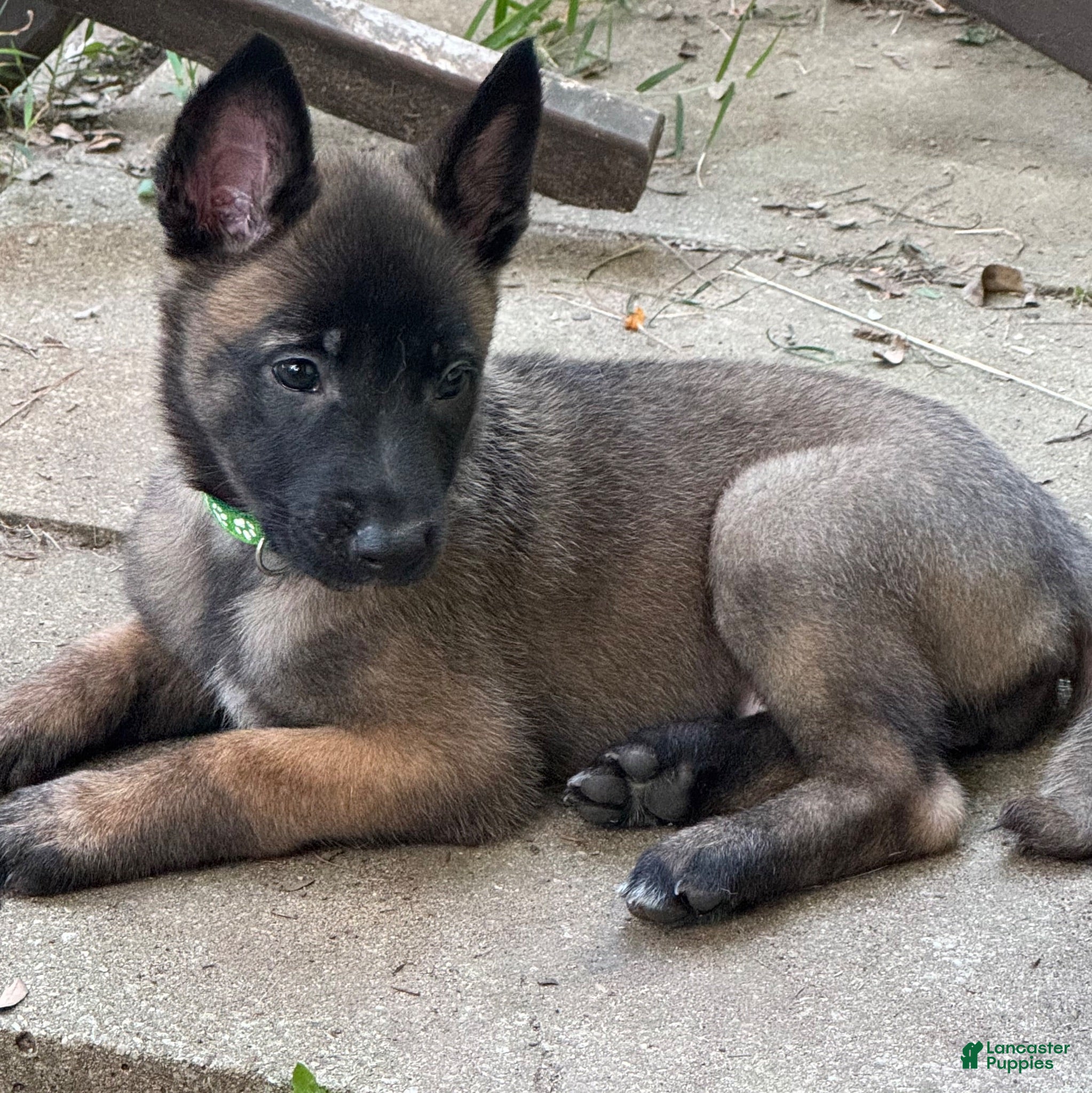 Belgian Malinois dogs Belgian Malinois 1 - Ad 1