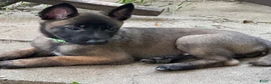 Belgian Malinois 1