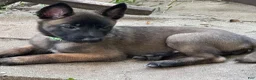 Belgian Malinois dogs for sale: Belgian Malinois 1 - Ad 1