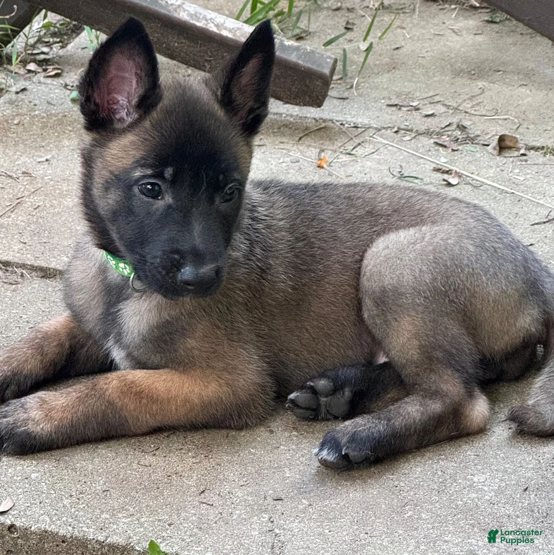 Belgian Malinois dogs for sale: Belgian Malinois 1 - Ad 1