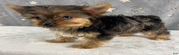 Yorkshire Terrier dogs for sale: Poppy - Ad 1